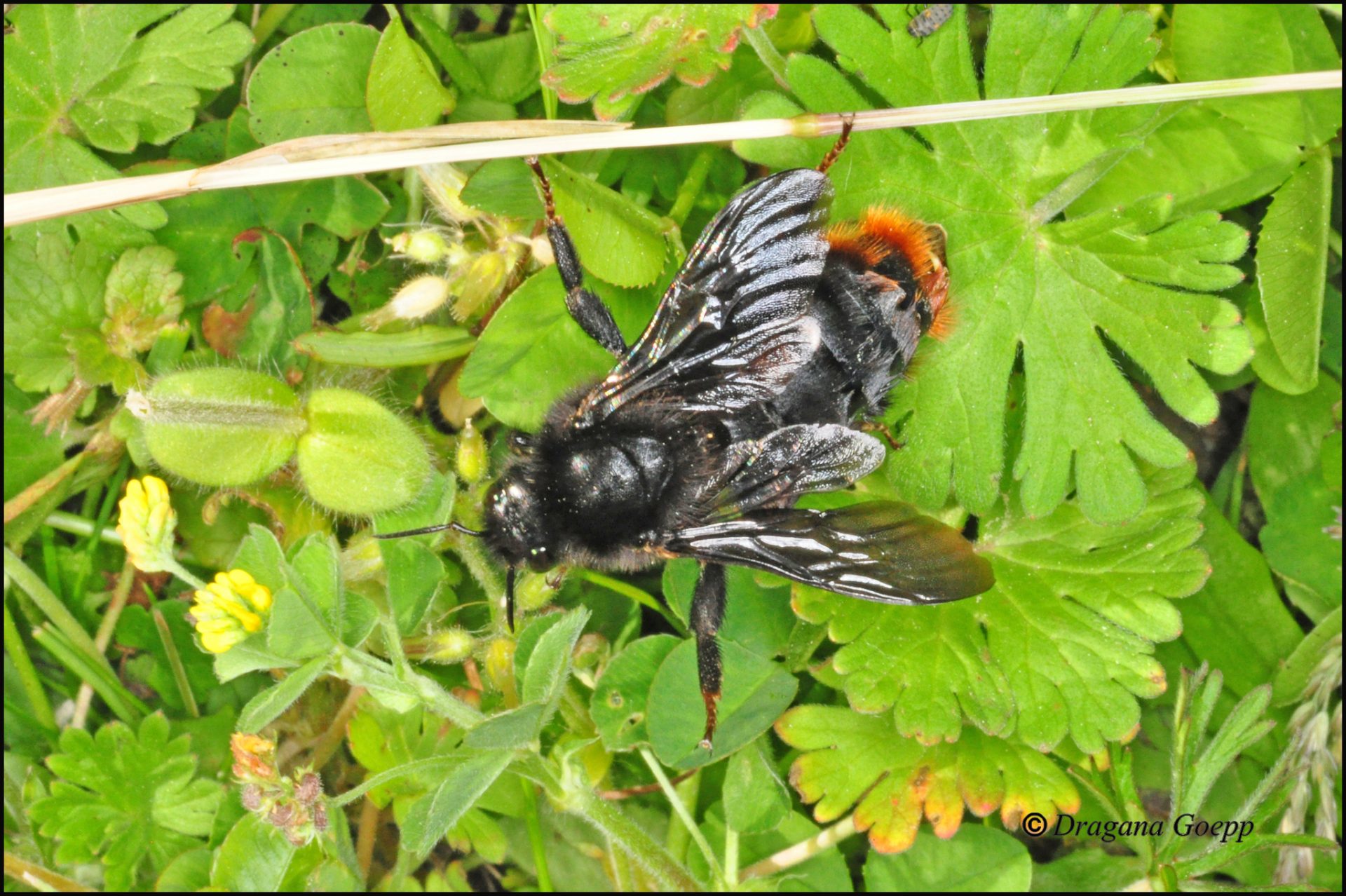 Bourdon noir ou Xylocopa sp - Faune & Flore de France