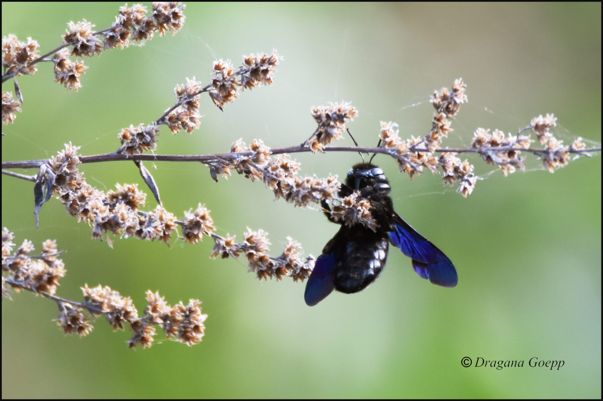 Bourdon noir ou Xylocopa sp - Faune & Flore de France