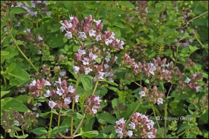 Graines De Marjolaine/origan - Sachet Batlle, Plante Aromatique Annuelle, Hauteur 40 Cm