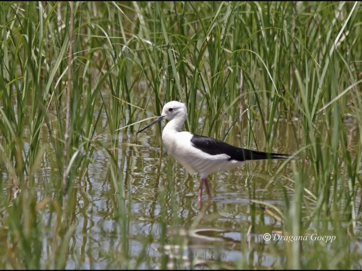 Echasse blanche