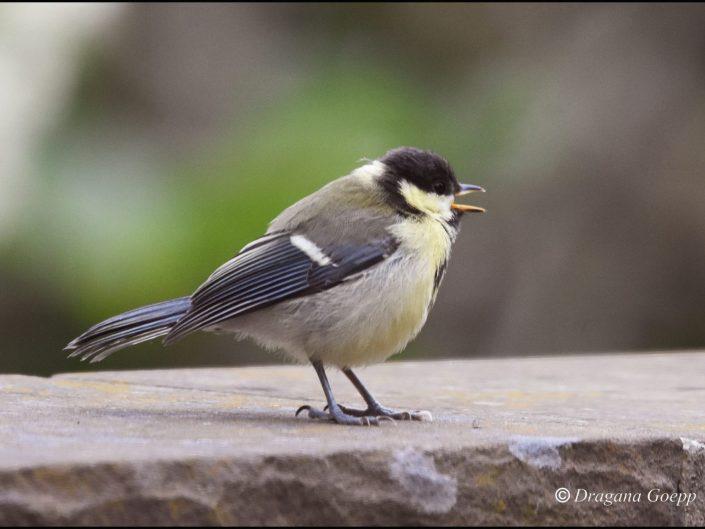 Mésange charbonnière (bébé)